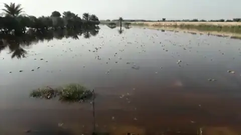 Plantación de melones anegada por las lluvias de la DANA en el parque agrario de Carrizales de Elche. Plantación de melones anegada por las lluvias de la DANA en el parque agrario de Carrizales de Elche.