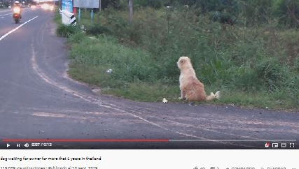 El reencuentro de un perro con sus verdaderos dueños