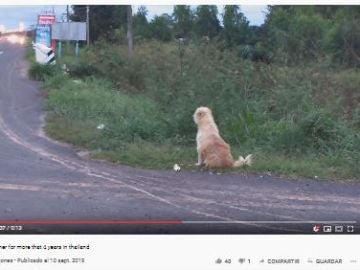 El reencuentro de un perro con sus verdaderos dueños