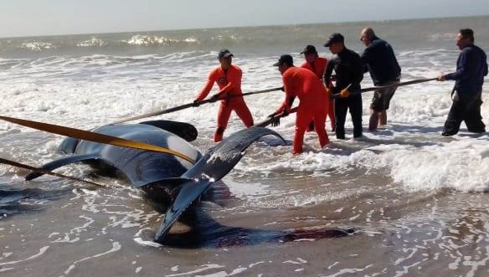 Una orca varada en una playa de Argentina