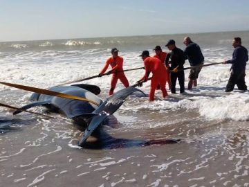 Una orca varada en una playa de Argentina