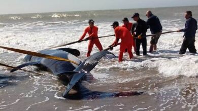 Un operativo de rescate logra devolver al mar a seis orcas varadas