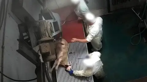 Una cámara oculta graba el maltrato animal a corderos y ovejas en un matadero de Madrid Una cámara oculta graba el maltrato animal a corderos y ovejas en un matadero de Madrid