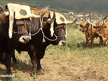 bueyes y vacas bueyes y vacas