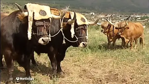 bueyes y vacas bueyes y vacas