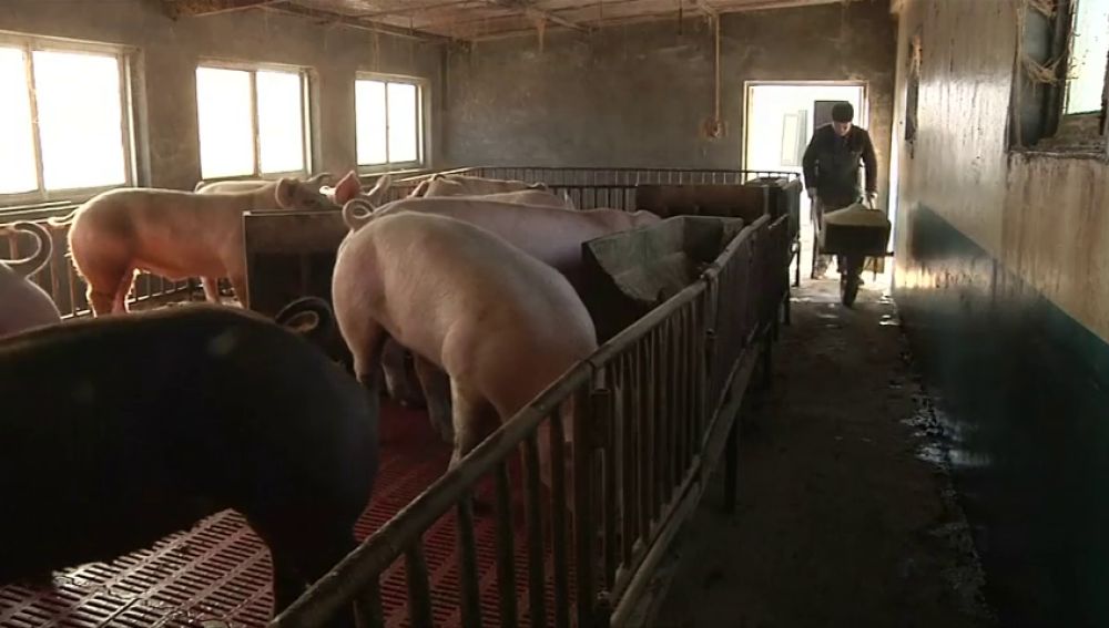 China subastará 10.000 toneladas de cerdo para estabilizar la subida de precios