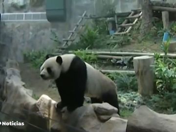 nuevo panda