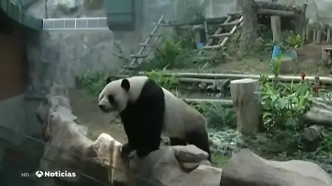 nuevo panda nuevo panda