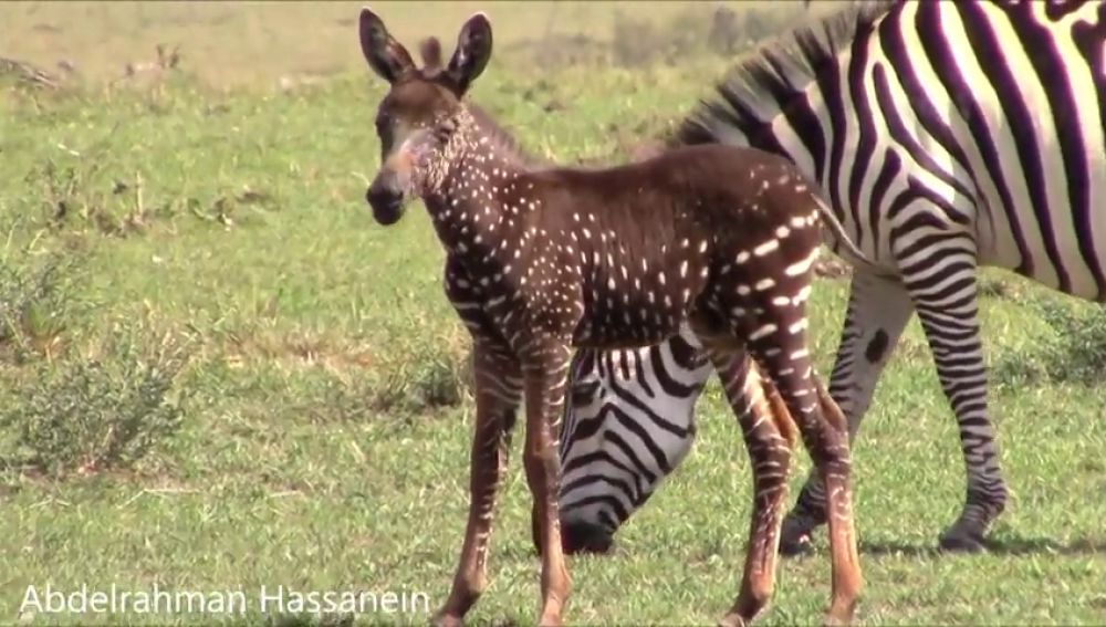 Descubren una cebra con puntos en lugar de rayas durante un safari en Kenia