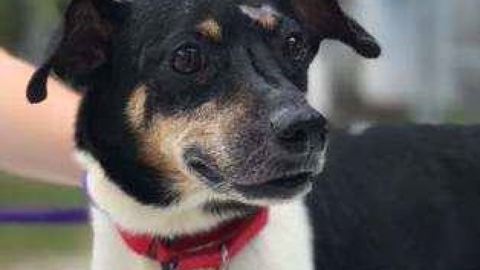 Zippy, el perro que murió en un incendio después de salvar a toda una familia