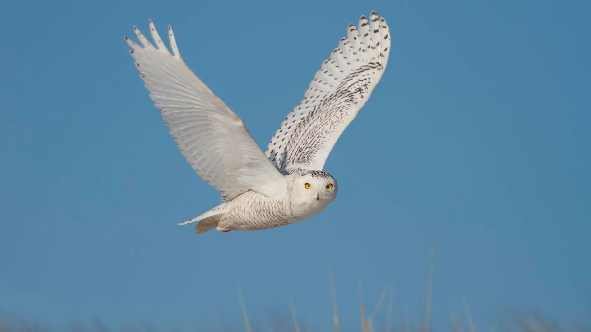 Una de cada cuatro aves desaparece en Norteamerica desde 1970 Una de cada cuatro aves desaparece en Norteamerica desde 1970