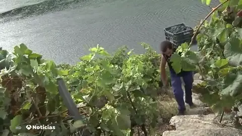 ESTER NUEVA RIBEIRA SACRA ESTER NUEVA RIBEIRA SACRA