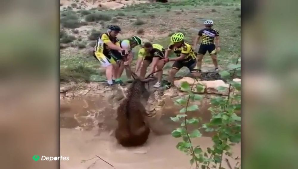 El heroico rescate de un grupo de ciclistas a un ciervo que se estaba ahogando