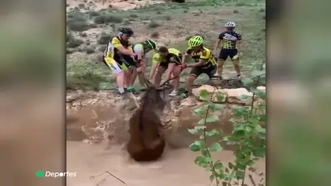 El heroico rescate de un grupo de ciclistas a un ciervo que se estaba ahogando El heroico rescate de un grupo de ciclistas a un ciervo que se estaba ahogando