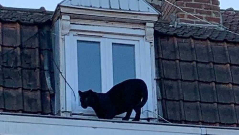 Pantera negra