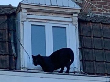 Pantera negra Pantera negra