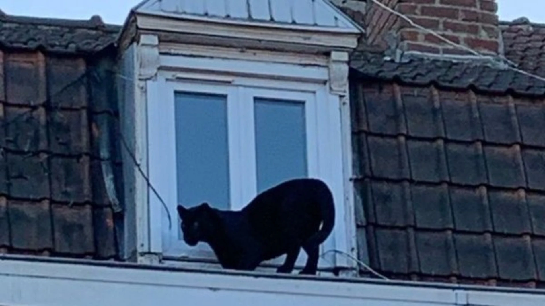 Pantera negra Pantera negra