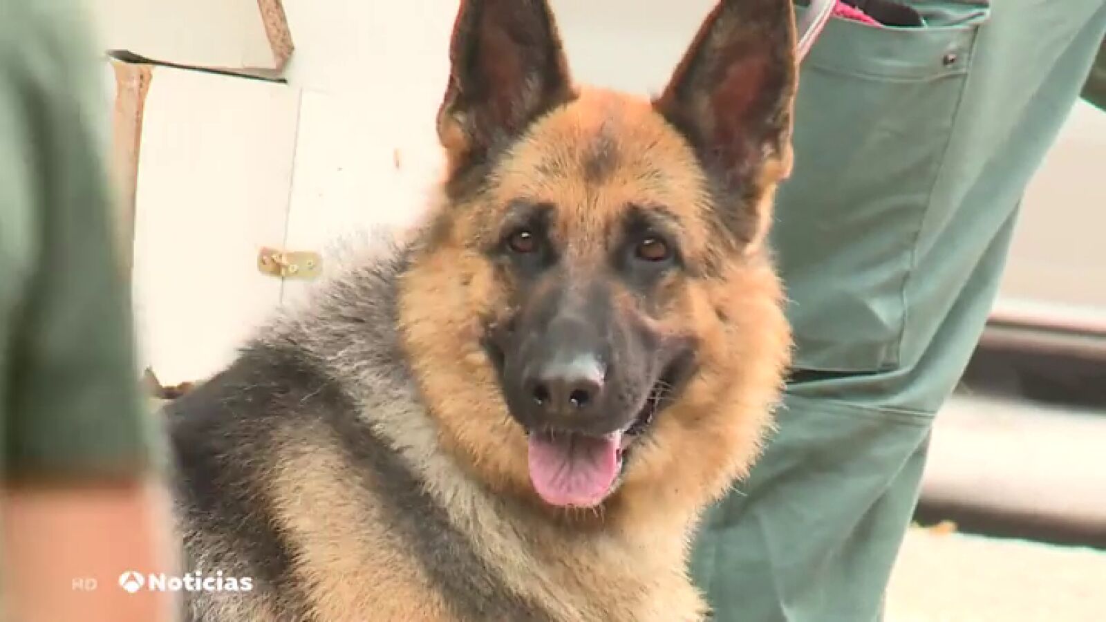 Se buscan familias adoptivas para acoger a perros policías jubilados