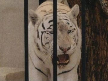 Imagen del tigre albino enjaulado facilitada por el Ayuntamiento de Alicante