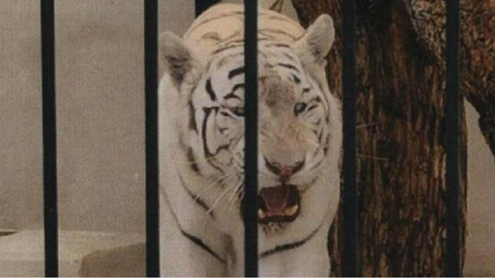 Investigan a los propietarios de un chalet por tener un tigre albino como 