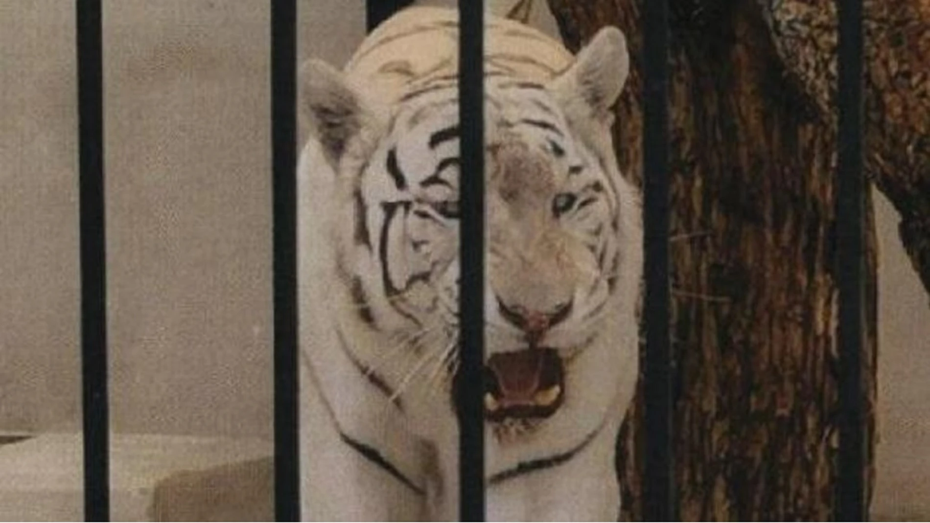 Imagen del tigre albino enjaulado facilitada por el Ayuntamiento de Alicante Imagen del tigre albino enjaulado facilitada por el Ayuntamiento de Alicante