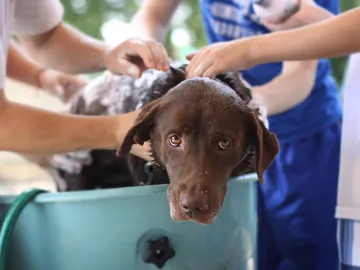 Bañando a un perro Bañando a un perro