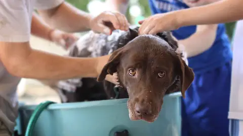 Bañando a un perro Bañando a un perro