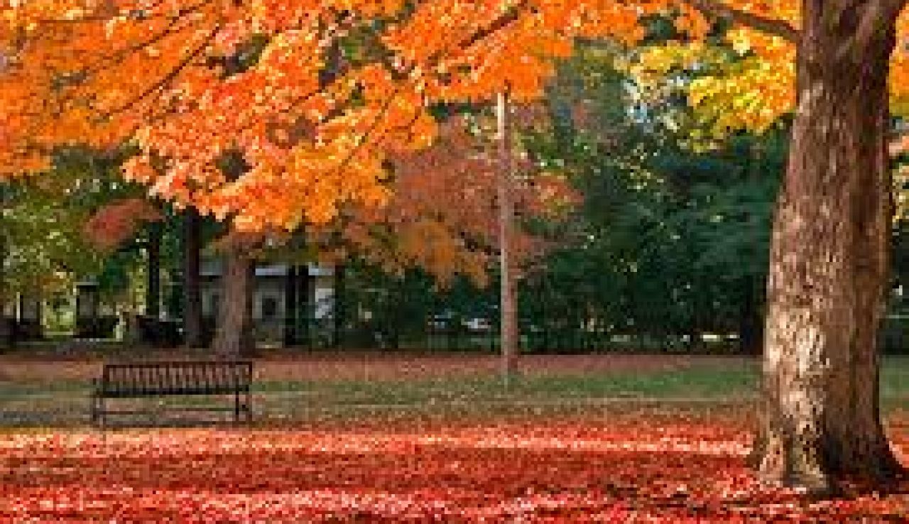 Otoño 2019: Da la bienvenida al otoño con frases célebres para enviar por Whatsapp Otoño 2019: Da la bienvenida al otoño con frases célebres para enviar por Whatsapp