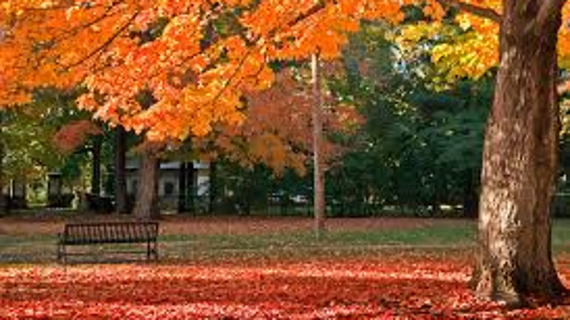 Otoño 2019: Da la bienvenida al otoño con frases célebres para enviar por Whatsapp Otoño 2019: Da la bienvenida al otoño con frases célebres para enviar por Whatsapp