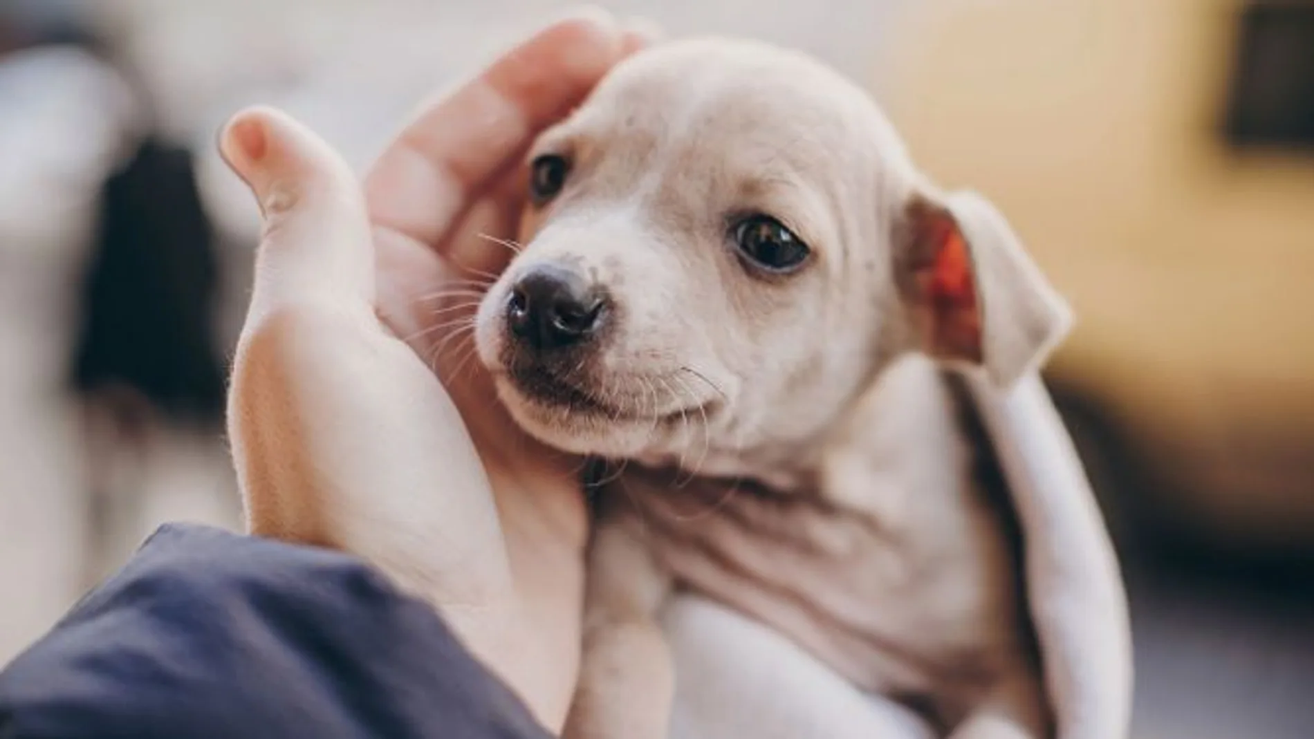 Perro Perro