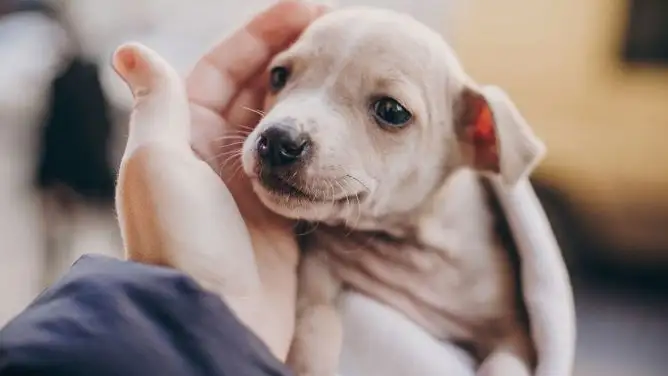 Perro HOGARMANIA