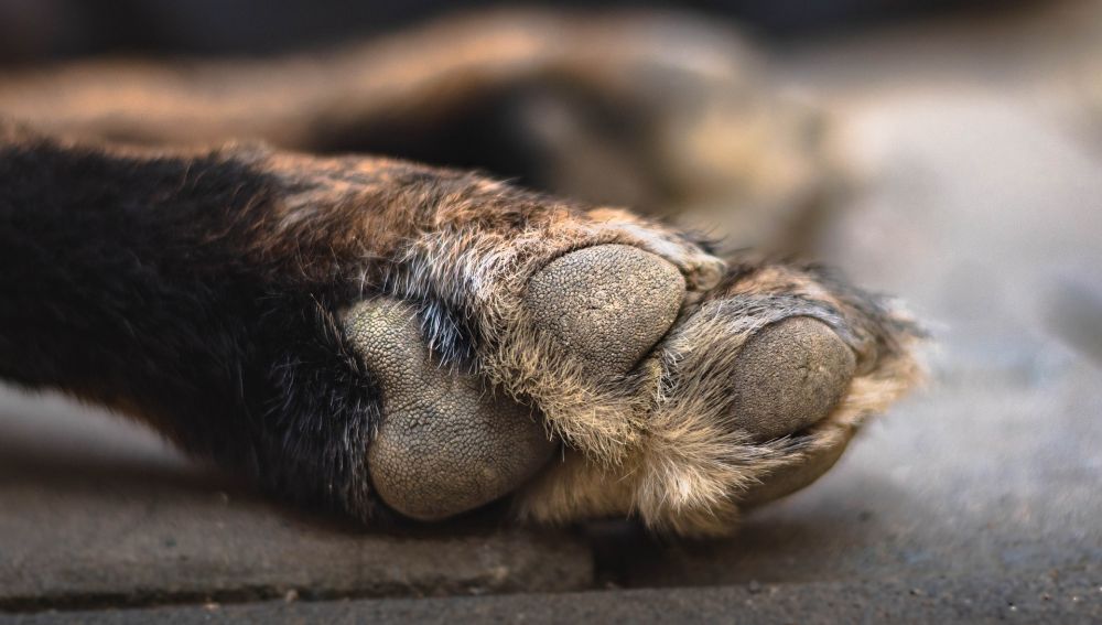 Una mujer abandona su trabajo para buscar a su perro perdido