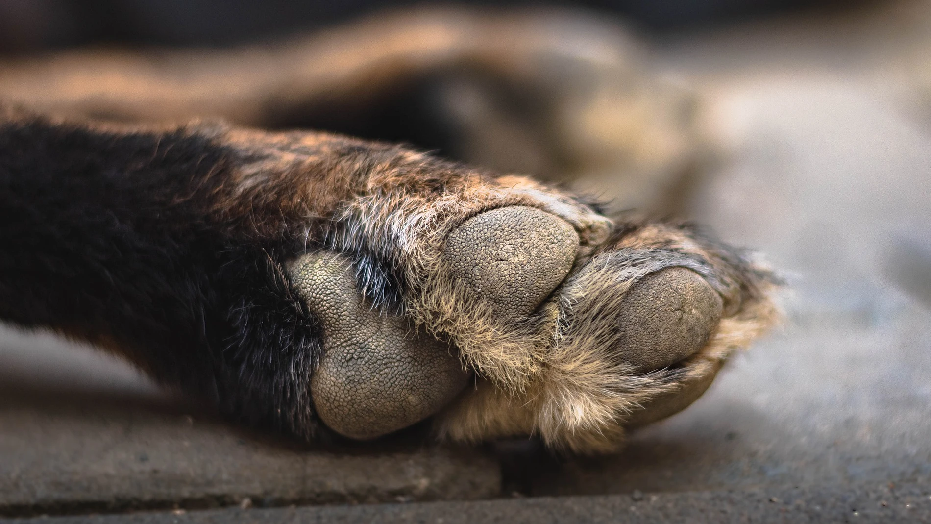 Una mujer abandona su trabajo para buscar a su perro perdido Una mujer abandona su trabajo para buscar a su perro perdido