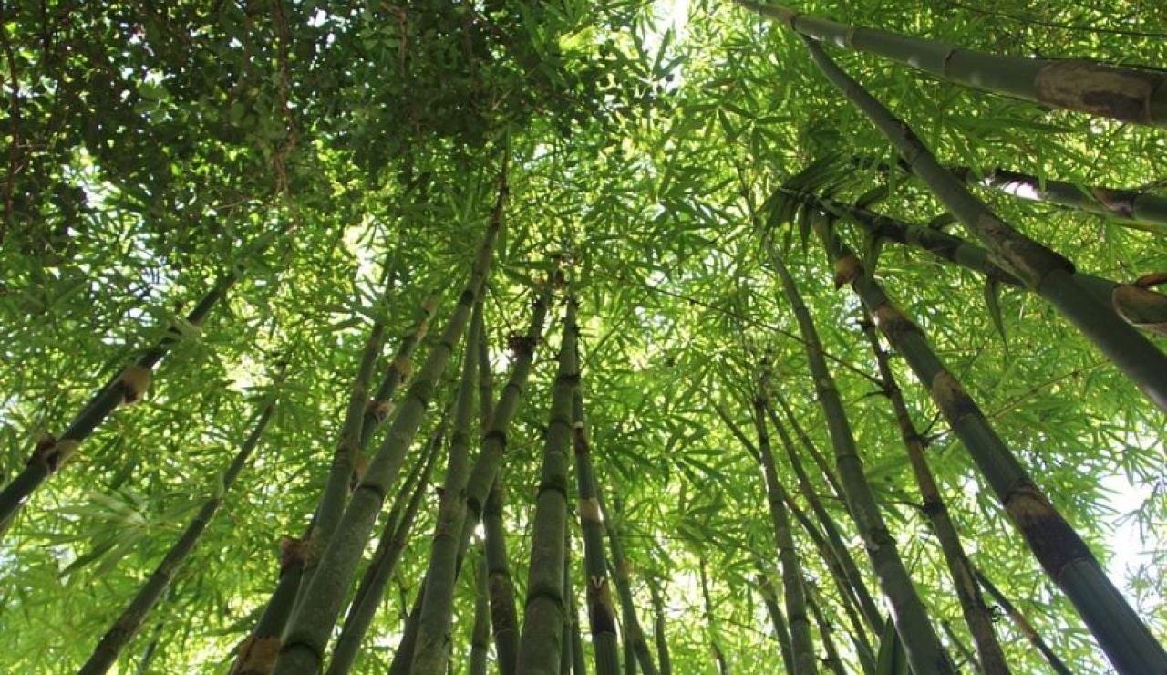 Bosque de bambú Bosque de bambú