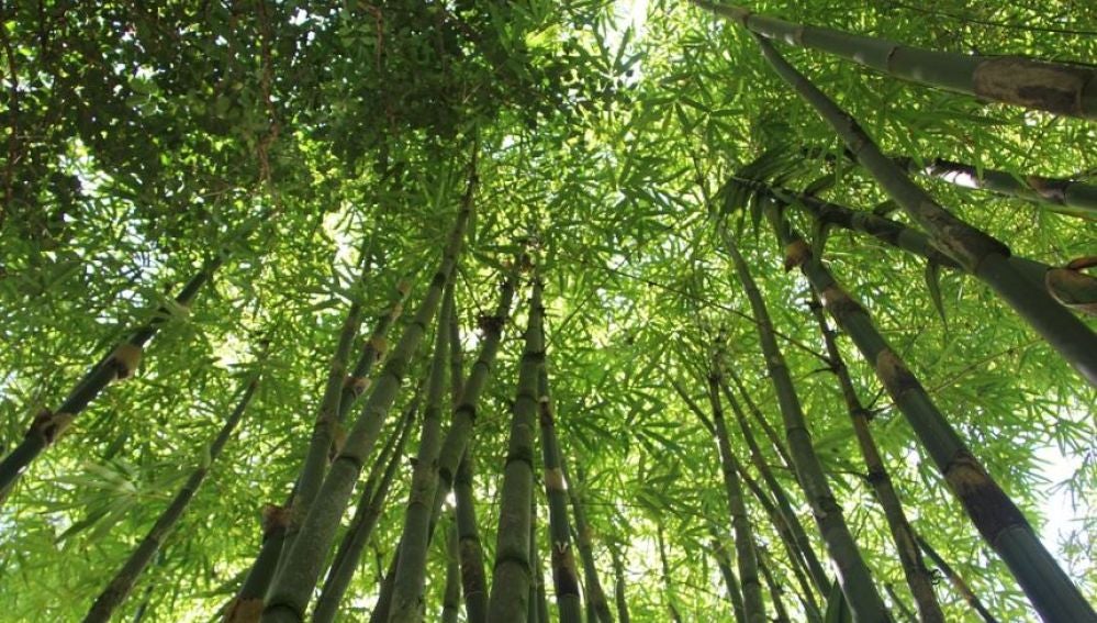 Bosque de bambú