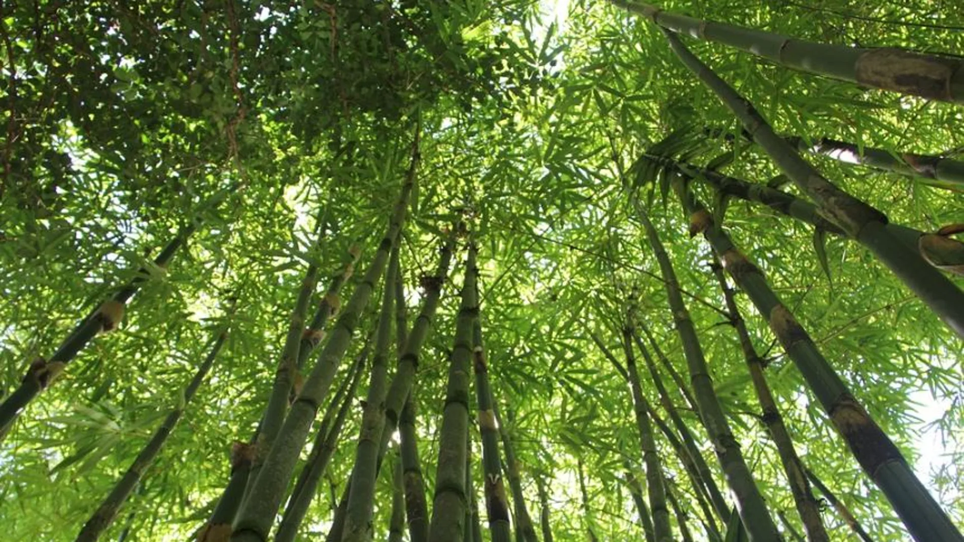 Bosque de bambú Bosque de bambú