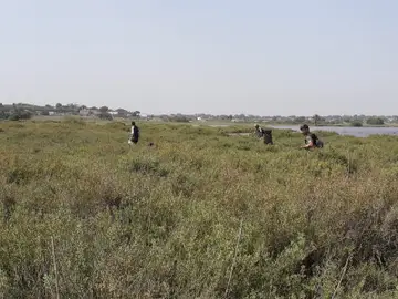 Imagen de archivo: trabajos de fumigación contra mosquitos. Imagen de archivo: trabajos de fumigación contra mosquitos.
