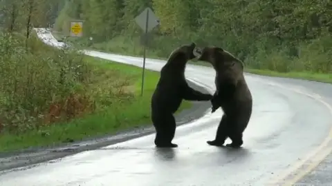 Auténtico combate entre osos en una carretera de Canadá ante la perpleja mirada de una mujer Auténtico combate entre osos en una carretera de Canadá ante la perpleja mirada de una mujer