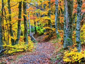 Hayedo Tejera Negra Hayedo Tejera Negra