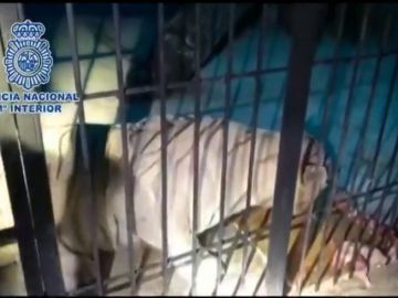 Detienen a una pareja que traficaba con droga y que tenía un tigre albino por mascota