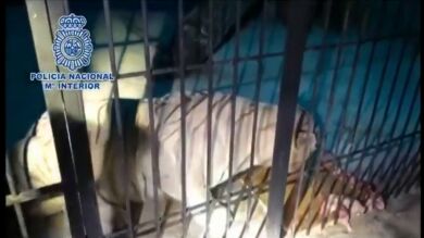 Detienen a una pareja que traficaba con droga y que tenía un tigre albino por mascota