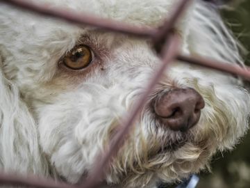 perros abandonados Ávila