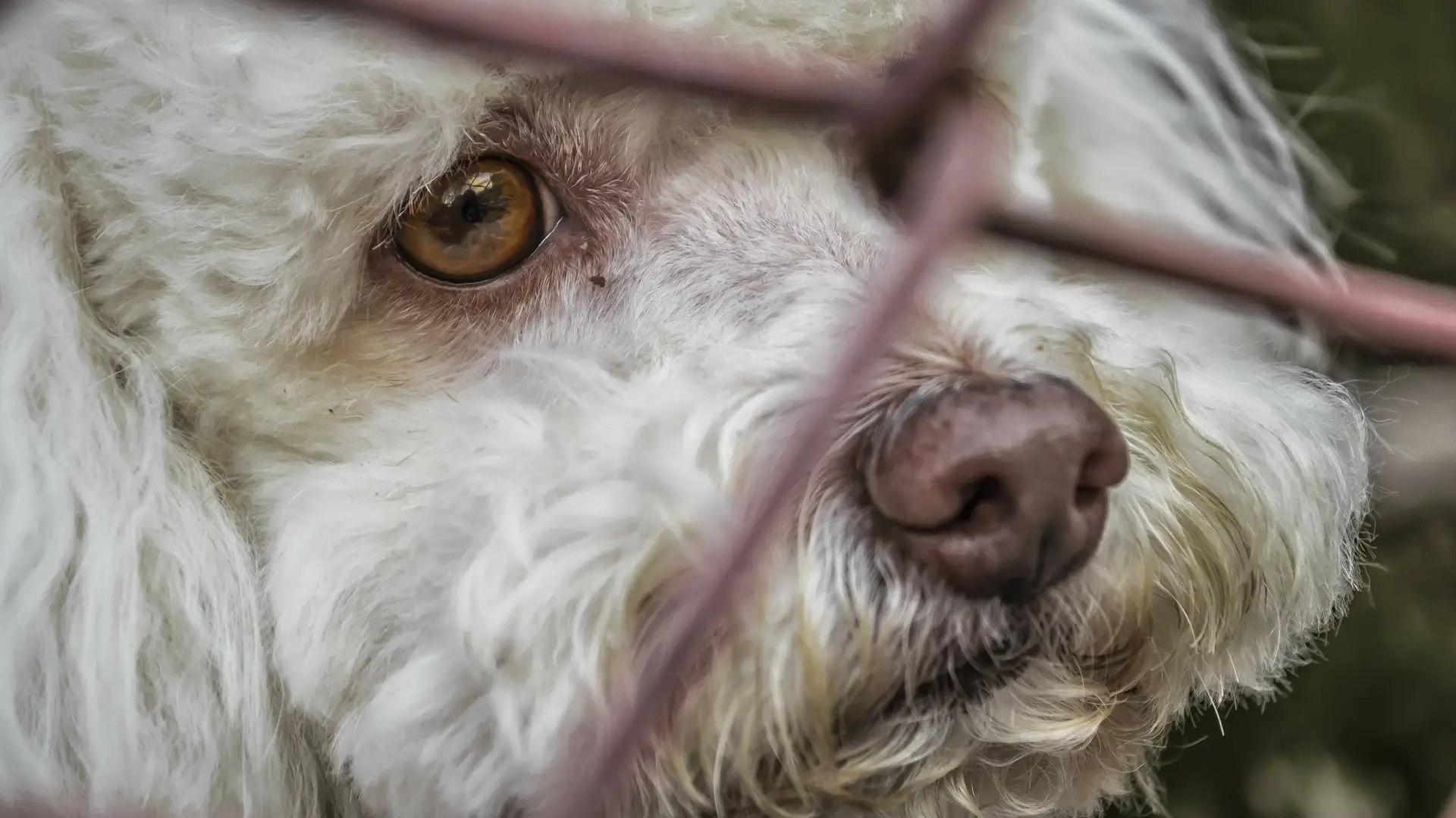 perros abandonados &Aacute;vila