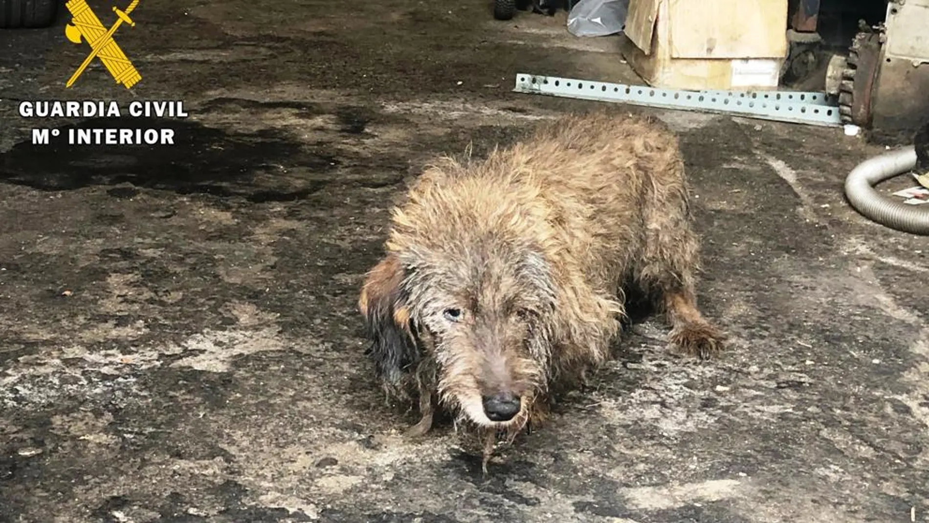 Dos personas investigadas por tener a seis perros en situación de abandono Dos personas investigadas por tener a seis perros en situación de abandono