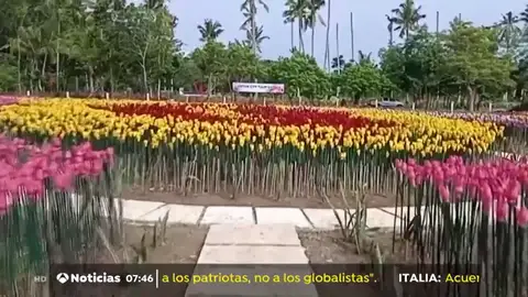 TULIPANES TULIPANES
