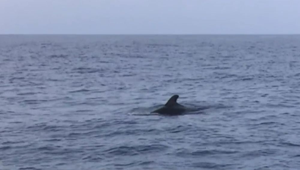 Avistamiento de cetáceos en Canarias