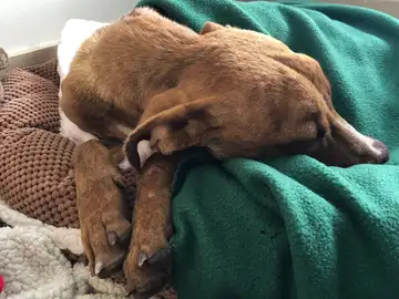 'Milagro', el perro hallado bajo los escombros 'Milagro', el perro hallado bajo los escombros