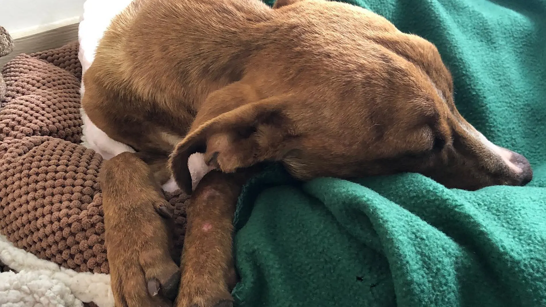 'Milagro', el perro hallado bajo los escombros 'Milagro', el perro hallado bajo los escombros