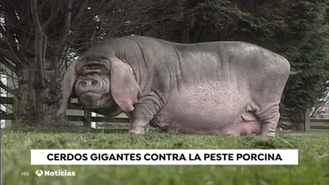 China comienza a criar cerdos del tamaño de osos polares ante la escasez de carne porcina China comienza a criar cerdos del tamaño de osos polares ante la escasez de carne porcina