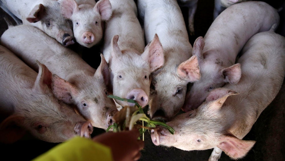Los científicos alertan de una nueva y contagiosa gripe porcina con "potencial pandémico" en China
